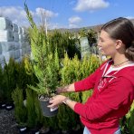 Cyprusovec leylandský (Cupressocyparis leylandii) - výška 40-60 cm, kont. C3L 